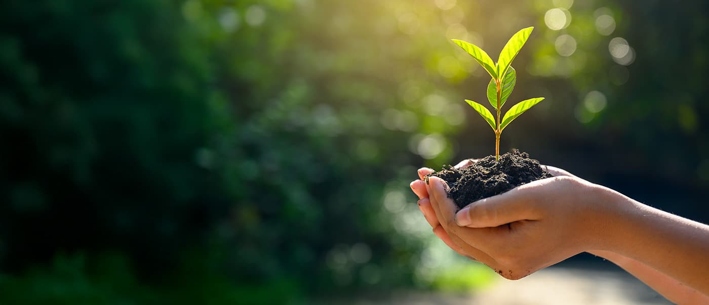 A close up of a woman's hands holding a sapling with its roots in a pile of dirt. In the background is blurred greenery. A close up of a woman's hands holding a sapling with its roots in a pile of dirt. In the background is blurred greenery.