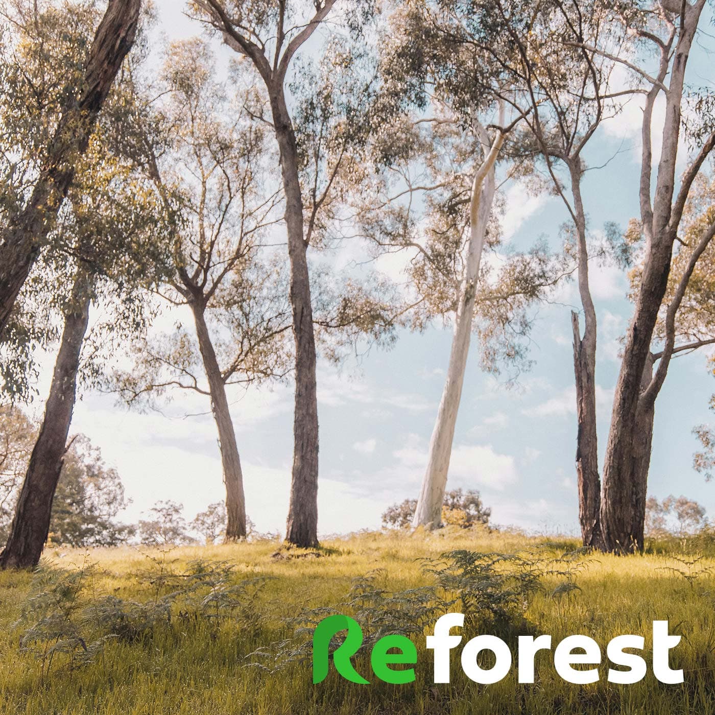 A photo of a trees and blue skies, with the Reforest logo overlaid. A photo of a trees and blue skies, with the Reforest logo overlaid.